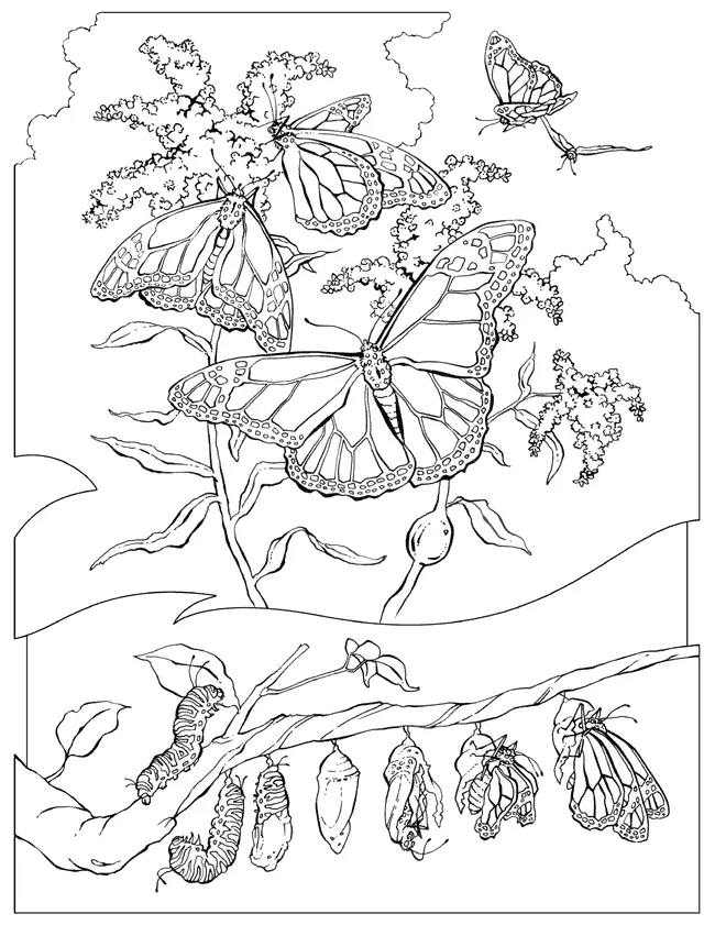 Migration Coloring Pages 8