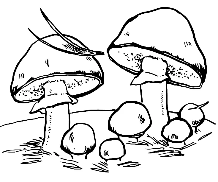Mushroom Coloring Pages 152