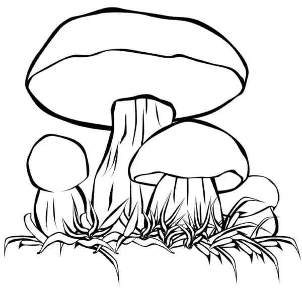 Pilz Ausmalbilder 70