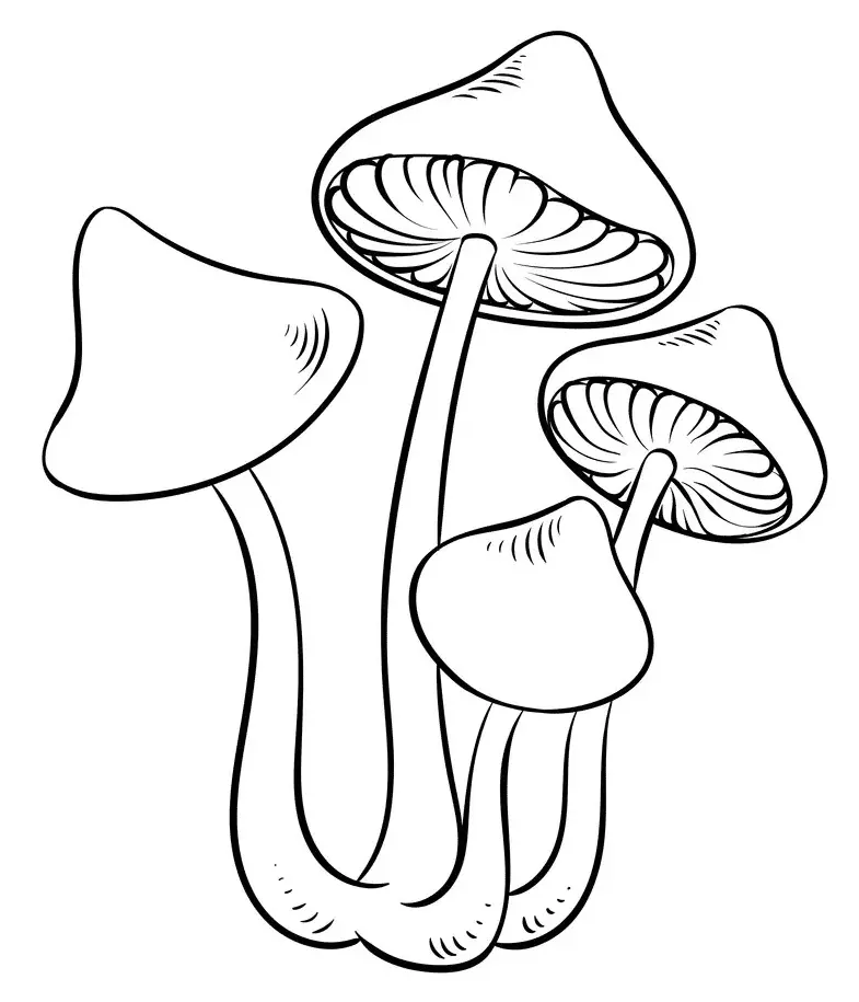Pilz Ausmalbilder 87