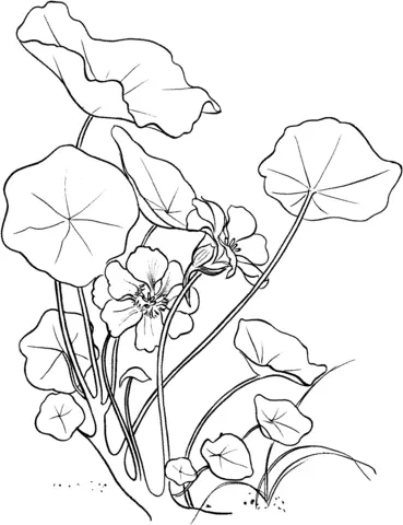 Capuchina Para Colorear 1
