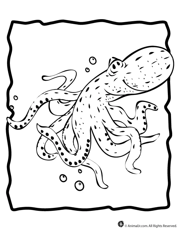 Pulpo Para Colorear 63
