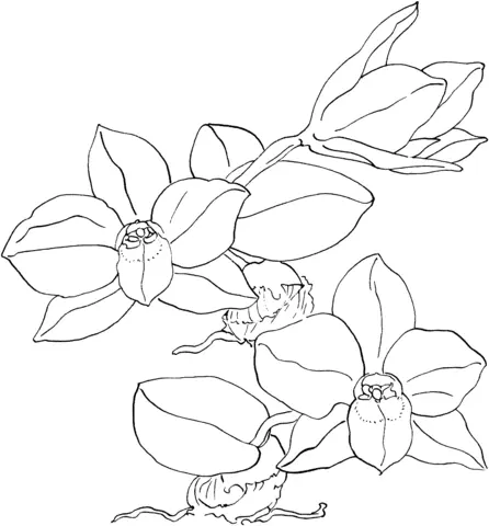 Desenhos de Orquideas Para Colorir 1
