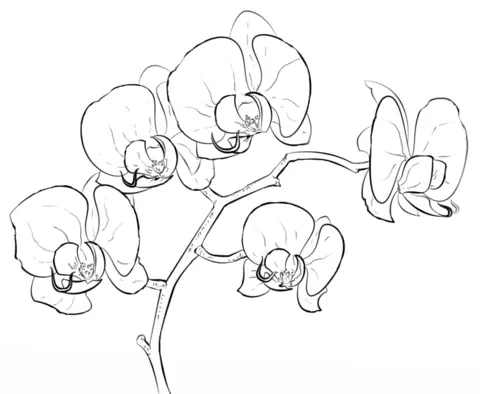 Orquideas Para Colorear 10