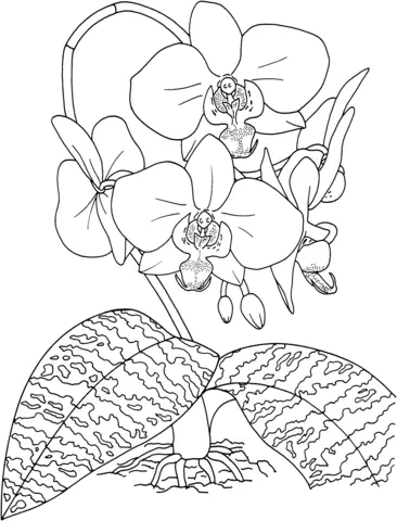 Desenhos de Orquideas Para Colorir 11