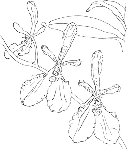 Desenhos de Orquideas Para Colorir 12