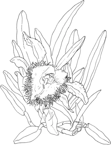 Desenhos de Orquideas Para Colorir 13