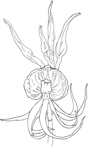 Orquideas Para Colorear 15