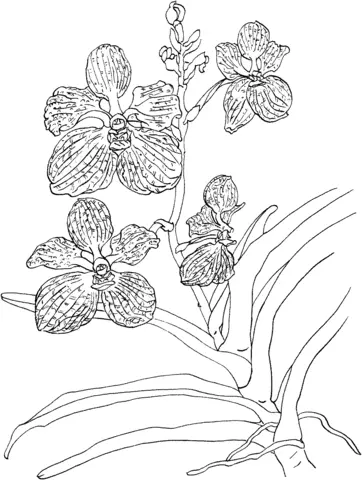 Desenhos de Orquideas Para Colorir 17