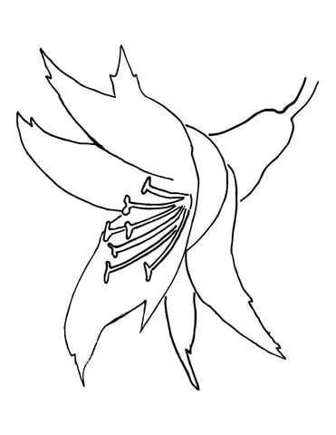 Desenhos de Orquideas Para Colorir 18