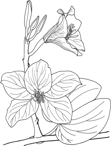 Orquideas Para Colorear 19