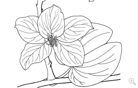 Desenhos de Orquideas Para Colorir 2