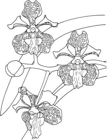 Desenhos de Orquideas Para Colorir 20
