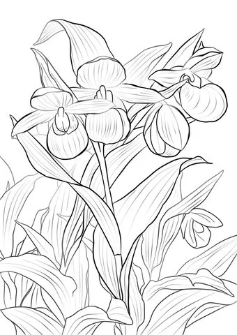 Desenhos de Orquideas Para Colorir 21