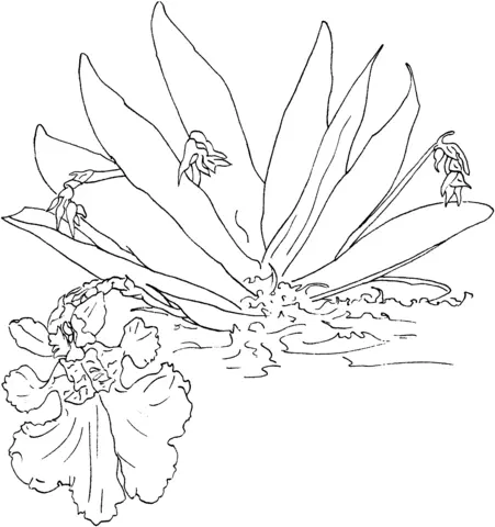 Orquideas Para Colorear 23