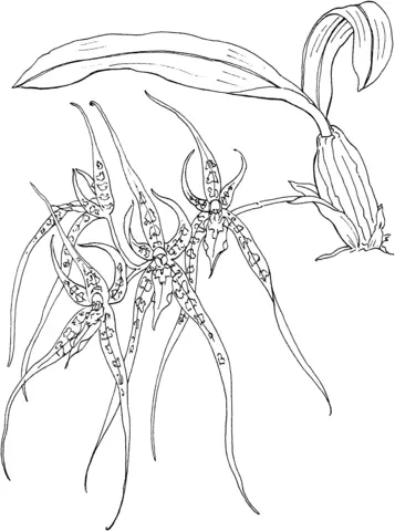 Orquideas Para Colorear 25