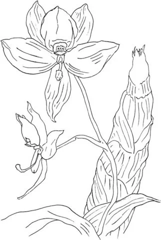 Desenhos de Orquideas Para Colorir 26
