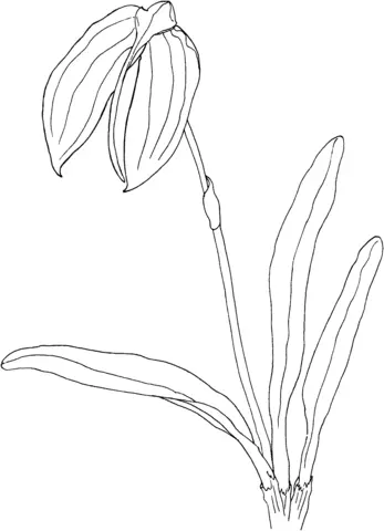 Desenhos de Orquideas Para Colorir 27
