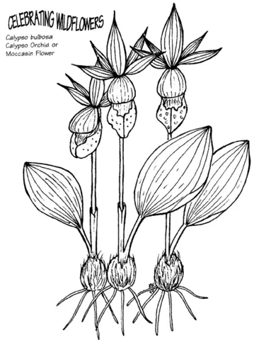 Desenhos de Orquideas Para Colorir 28