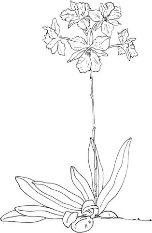 Orchideen Ausmalbilder 29