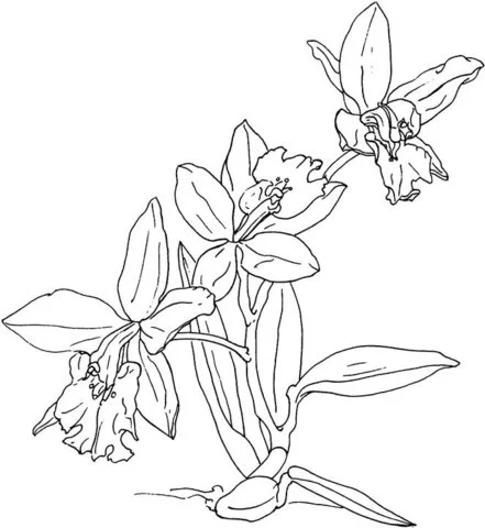 Desenhos de Orquideas Para Colorir 3