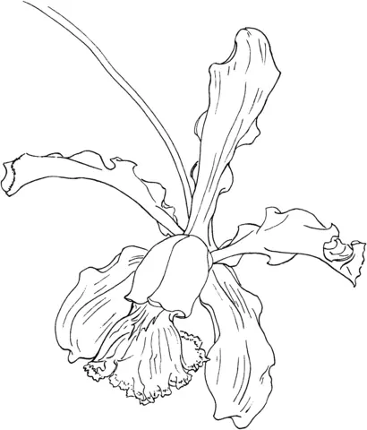 Desenhos de Orquideas Para Colorir 30
