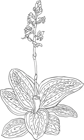 Orquideas Para Colorear 31