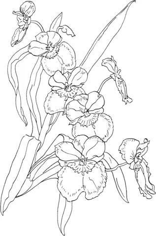 Orquideas Para Colorear 32