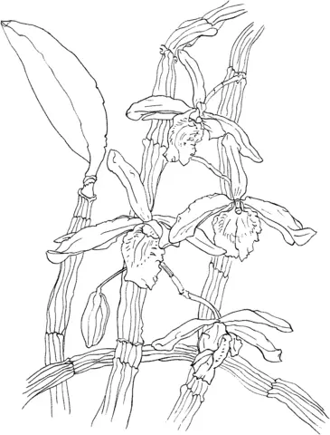 Orquideas Para Colorear 33