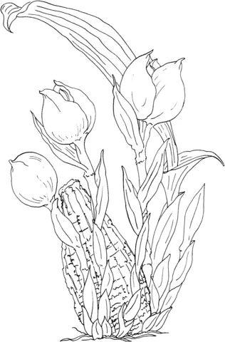 Desenhos de Orquideas Para Colorir 34