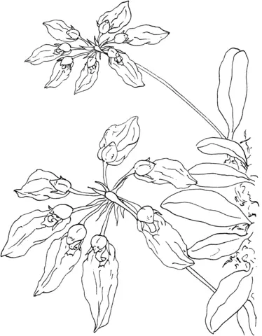 Orquideas Para Colorear 35