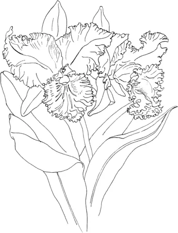 Desenhos de Orquideas Para Colorir 37