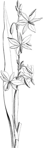 Desenhos de Orquideas Para Colorir 39