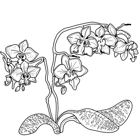 Desenhos de Orquideas Para Colorir 4