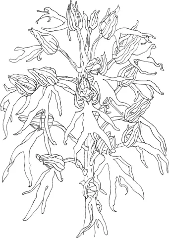 Desenhos de Orquideas Para Colorir 40