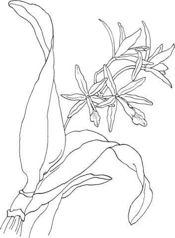 Orquideas Para Colorear 41