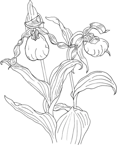 Orquideas Para Colorear 43