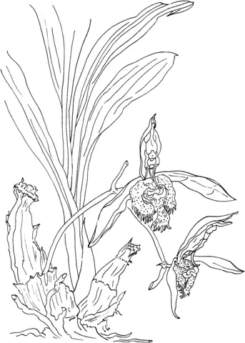 Desenhos de Orquideas Para Colorir 44