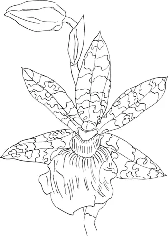 Orquideas Para Colorear 46