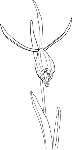 Desenhos de Orquideas Para Colorir 47