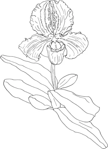 Orquideas Para Colorear 48