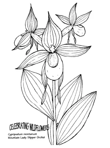 Desenhos de Orquideas Para Colorir 5