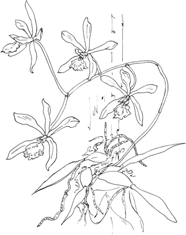 Orquideas Para Colorear 51
