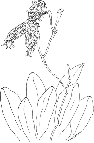 Desenhos de Orquideas Para Colorir 52