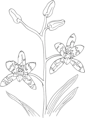 Orquideas Para Colorear 53