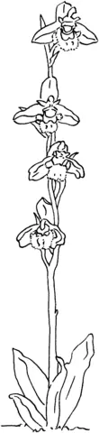 Orquideas Para Colorear 55