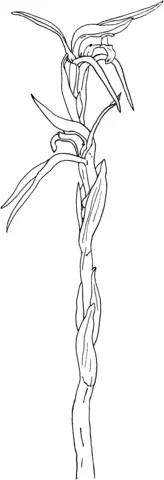 Desenhos de Orquideas Para Colorir 57