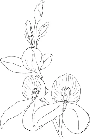 Desenhos de Orquideas Para Colorir 6