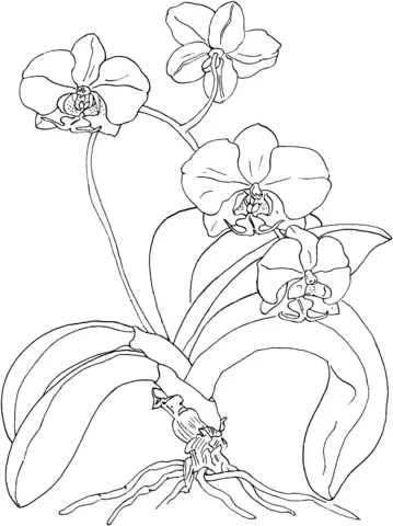 Desenhos de Orquideas Para Colorir 7