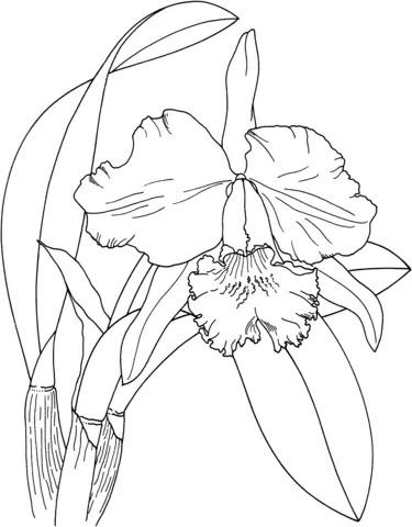 Desenhos de Orquideas Para Colorir 8